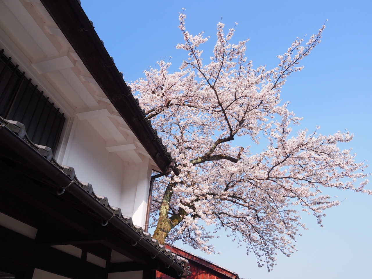 Samurai Road Sakura Tour